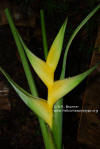 Heliconia bihai 'Emerald Yellow'